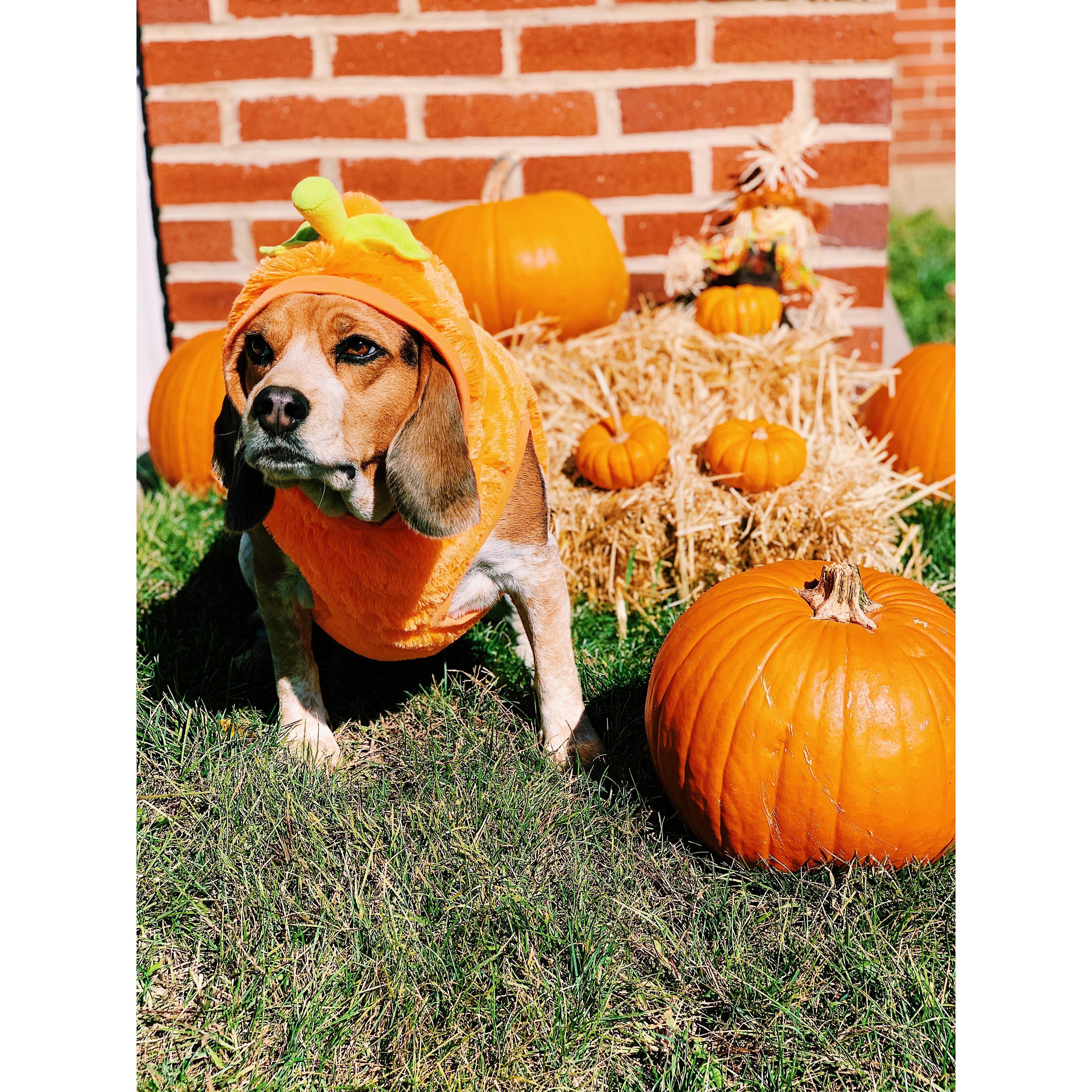 Our Pumkin