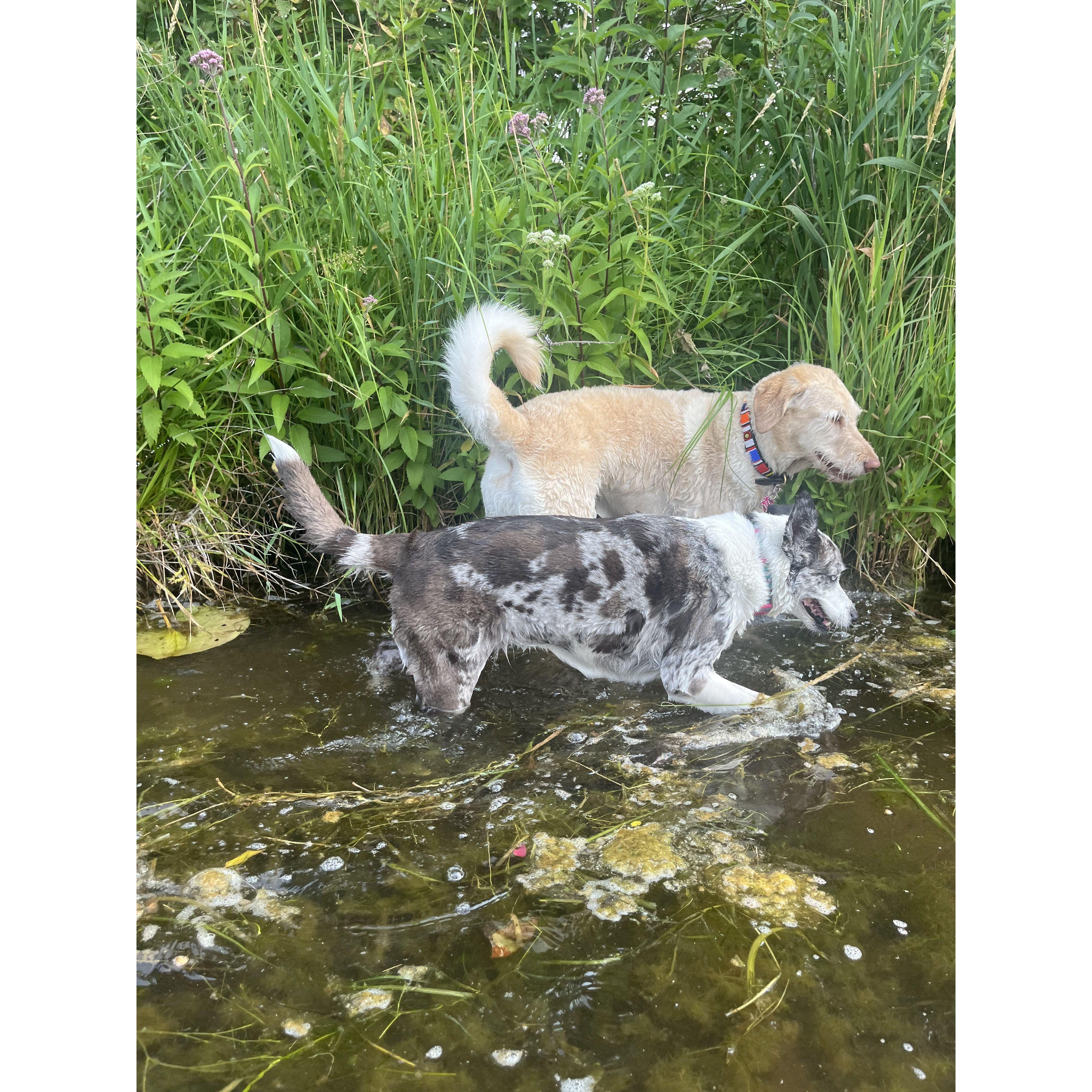 Our beloved doghters, Charli and Tulie.