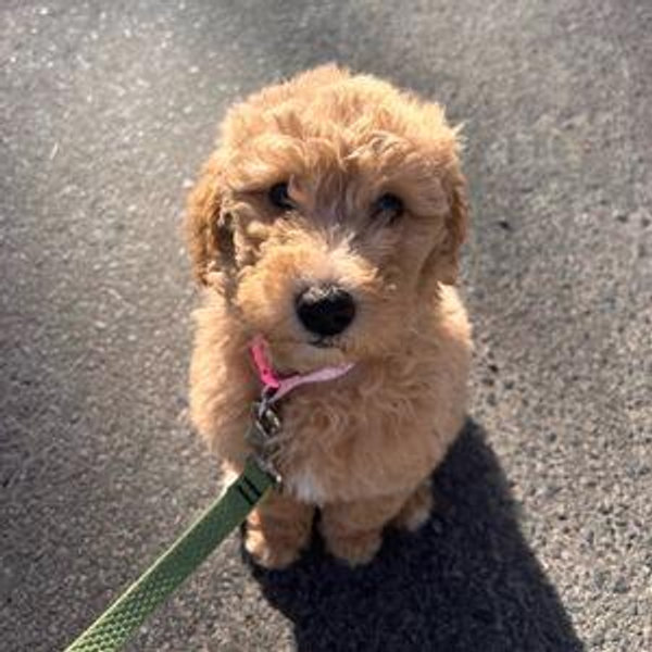 Ripley Fund
