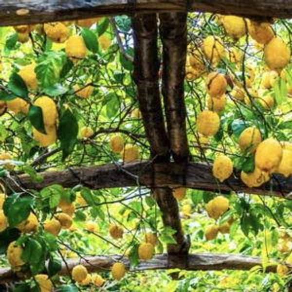 Lemon Tour in Amalfi, Italy