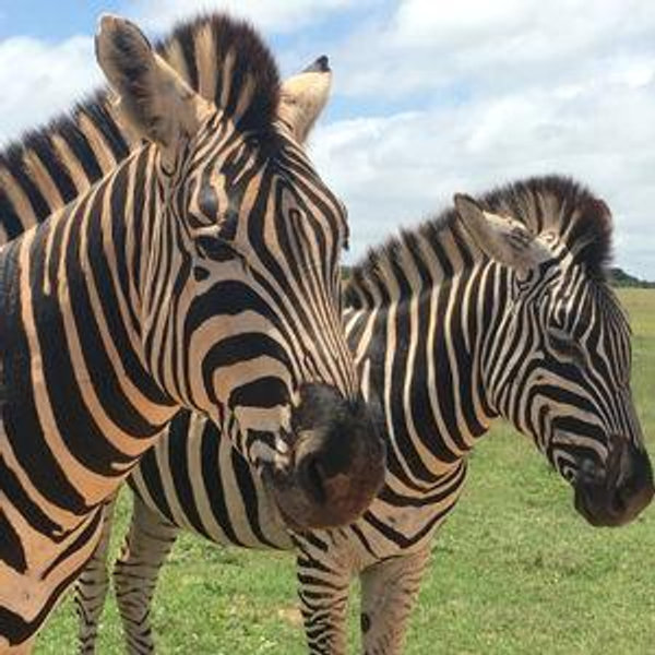 African Safari Honeymoon