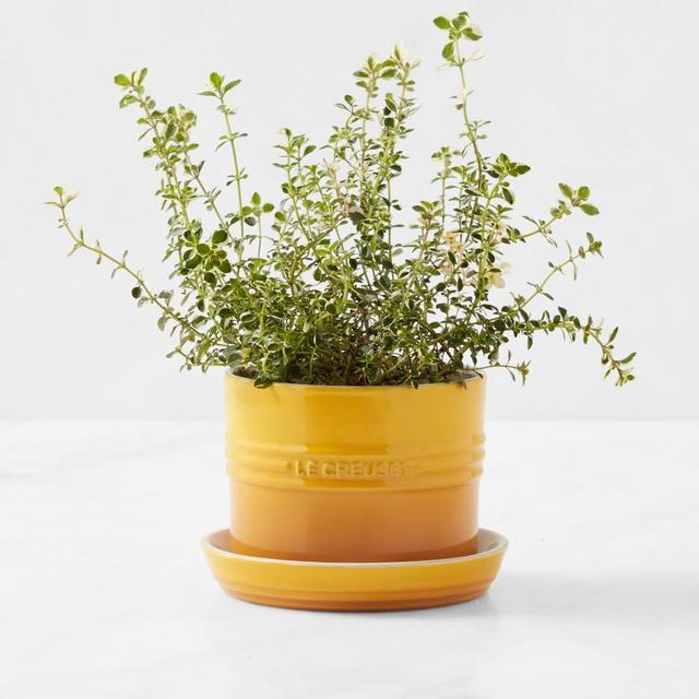 Le Creuset Herb Planter with Tray, Nectar