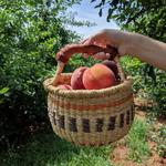 Chiles Peach Orchard