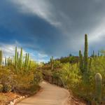 Desert Botanical Garden