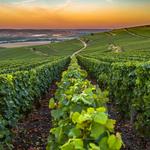 Visit to the Champagne Region!