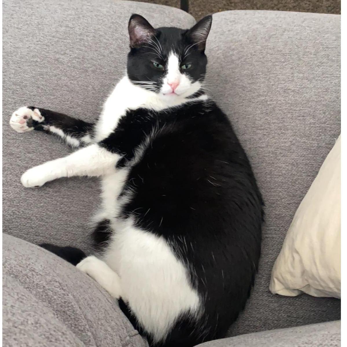 Hercules, Hercules Mulligan, Herc, Berk, Big Papa! He found us almost two years go after we came home from an Elton John concert. From being a street cat to spoiled house cat.