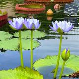 Denver Botanic Gardens
