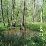 BREC's Bluebonnet Swamp Nature Center