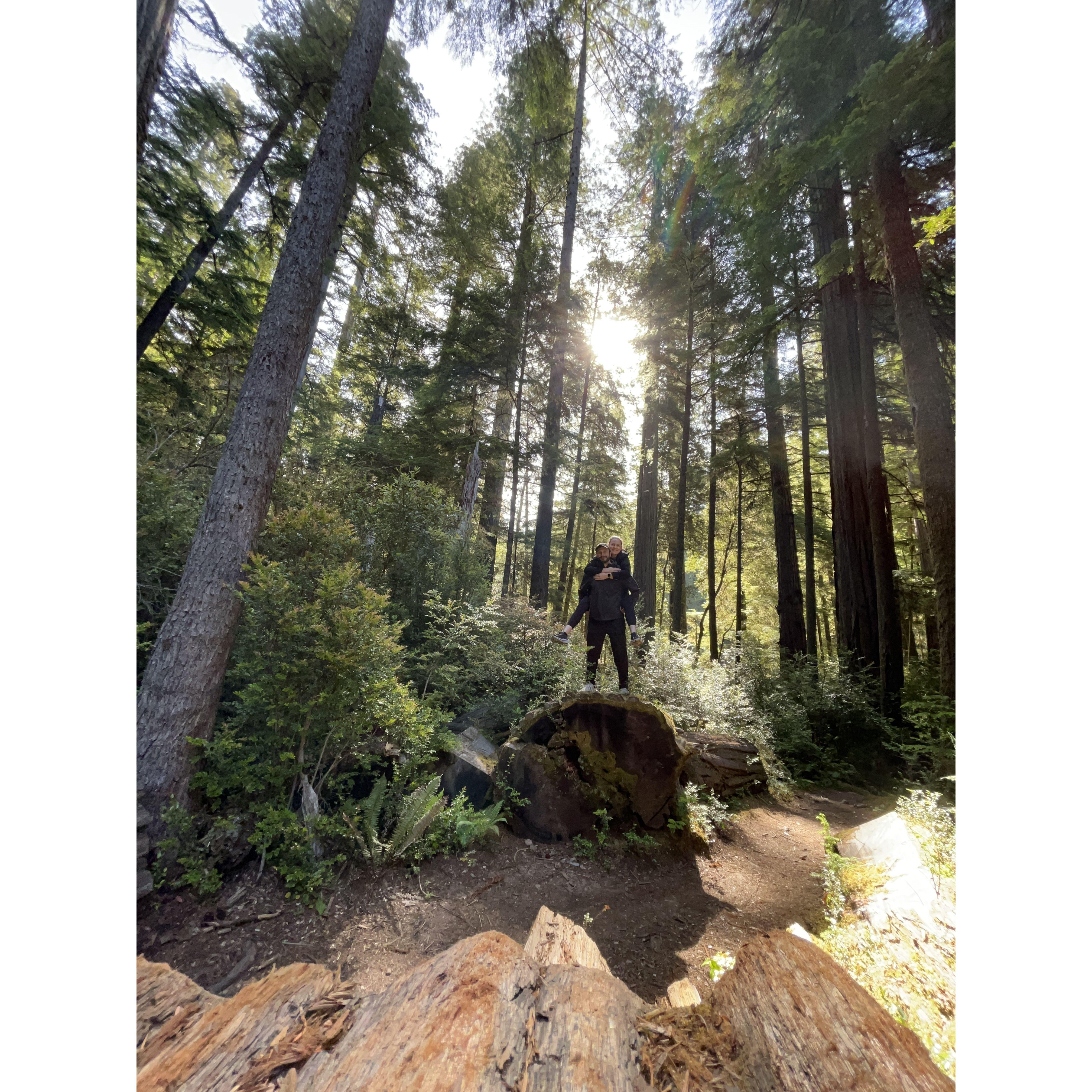Jedediah Smith Redwoods State Park, California