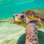 Loggerhead Marinelife Center