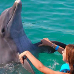 SUPREME DELPHINUS EXPERIENCE IN PUERTO MORELOS