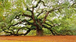 Angel Oak Tree