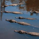 St. Augustine Alligator Farm Zoological Park