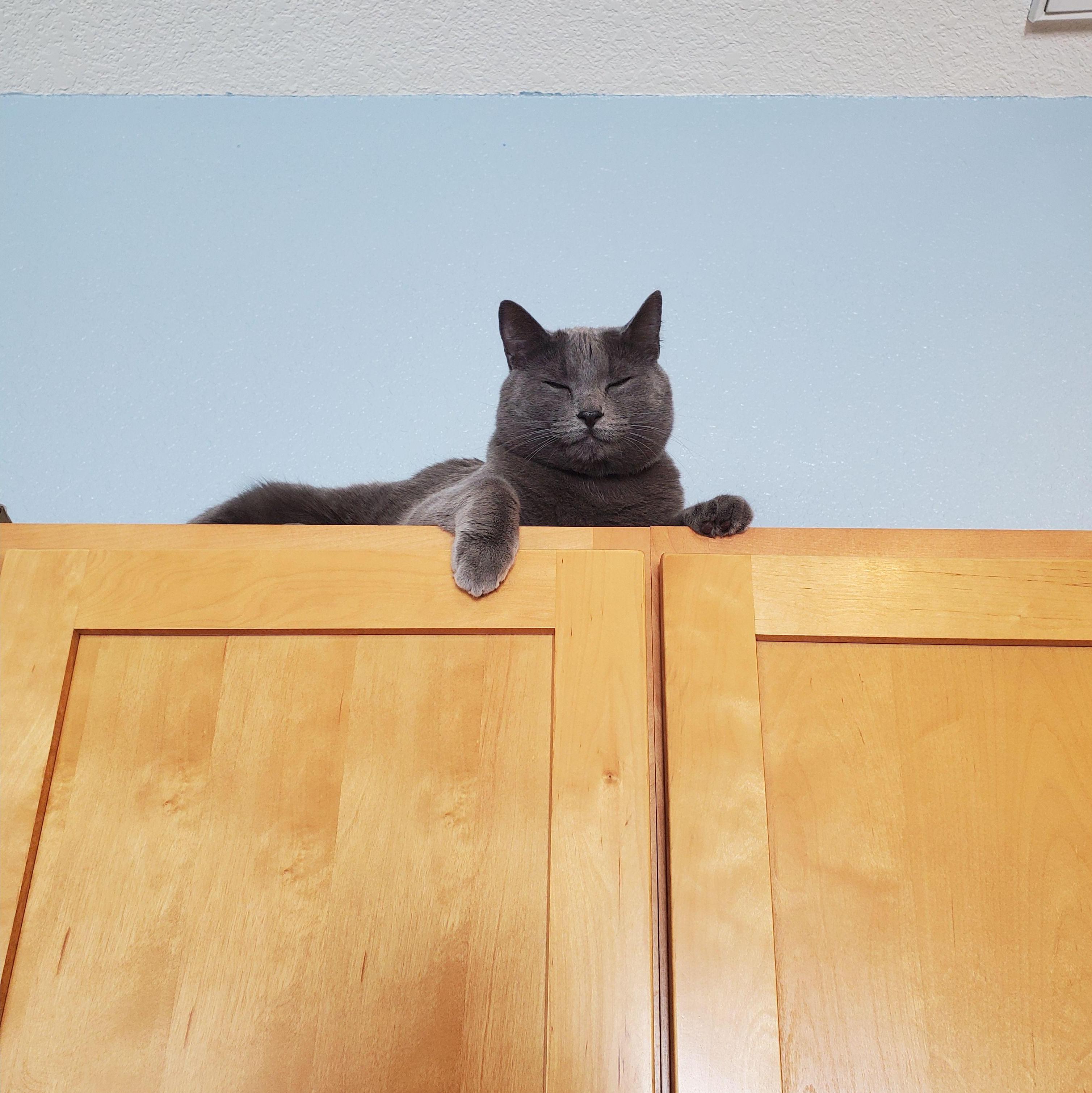 Arthur hanging out in the kitchen