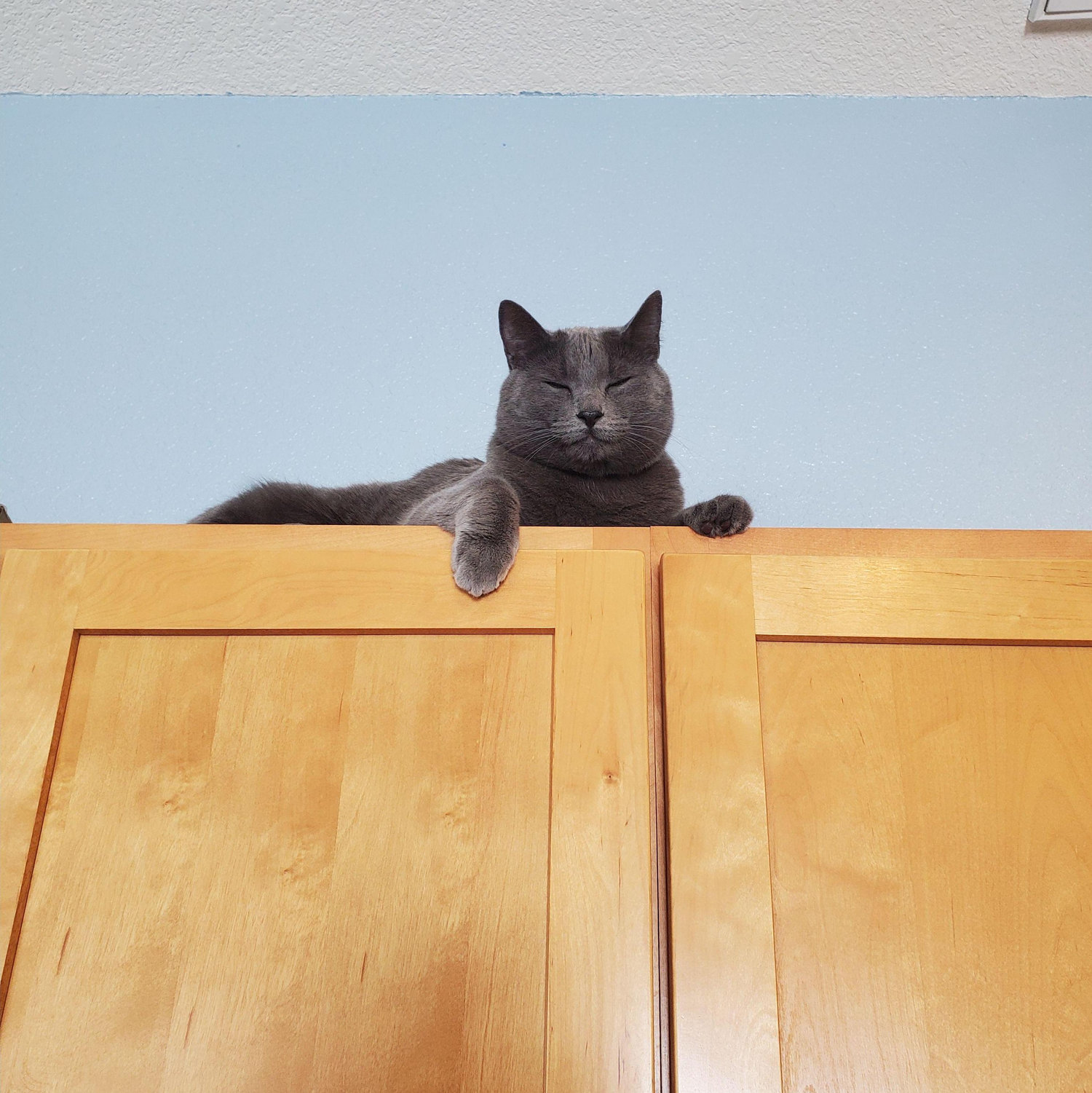 Arthur hanging out in the kitchen