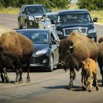 Custer State Park Wildlife Loop