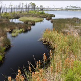 Bon Secour National Wildlife Refuge