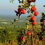 Carter Mountain Orchard