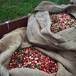 Cranberry Bog Tours