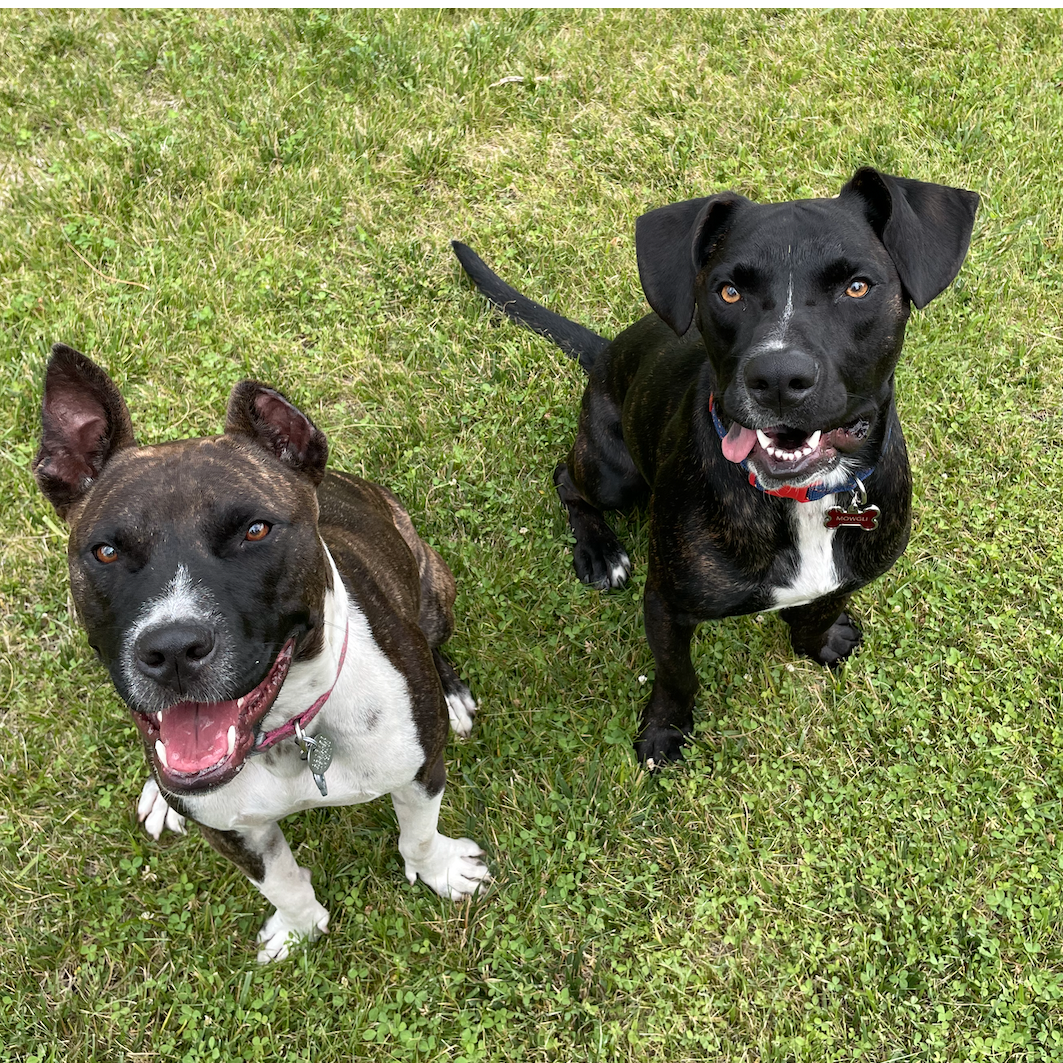 Our fur babies! Socks is on the left and Mowgli is on the right. These two wild and rambunctious dogs have added so much love and joy to our lives, but have also tested our patience many times!