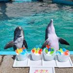 Texas State Aquarium