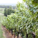 Honah Lee Vineyard