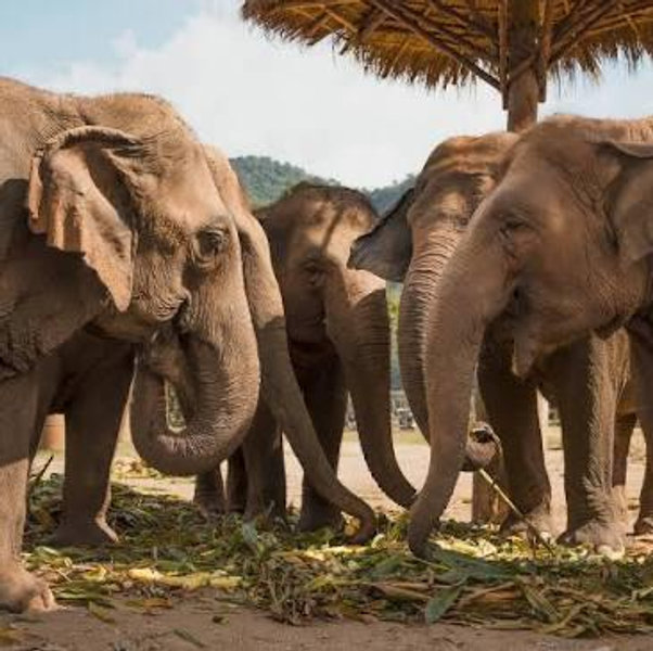 Thailand Ethical Elephant Sanctuary Day Trip
