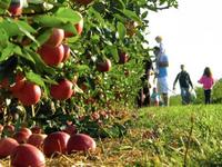 Apple Picking at Wickham's Fruit Farm