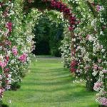 Elizabeth Park Rose Garden