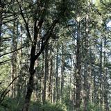 Dipsea Trail Head