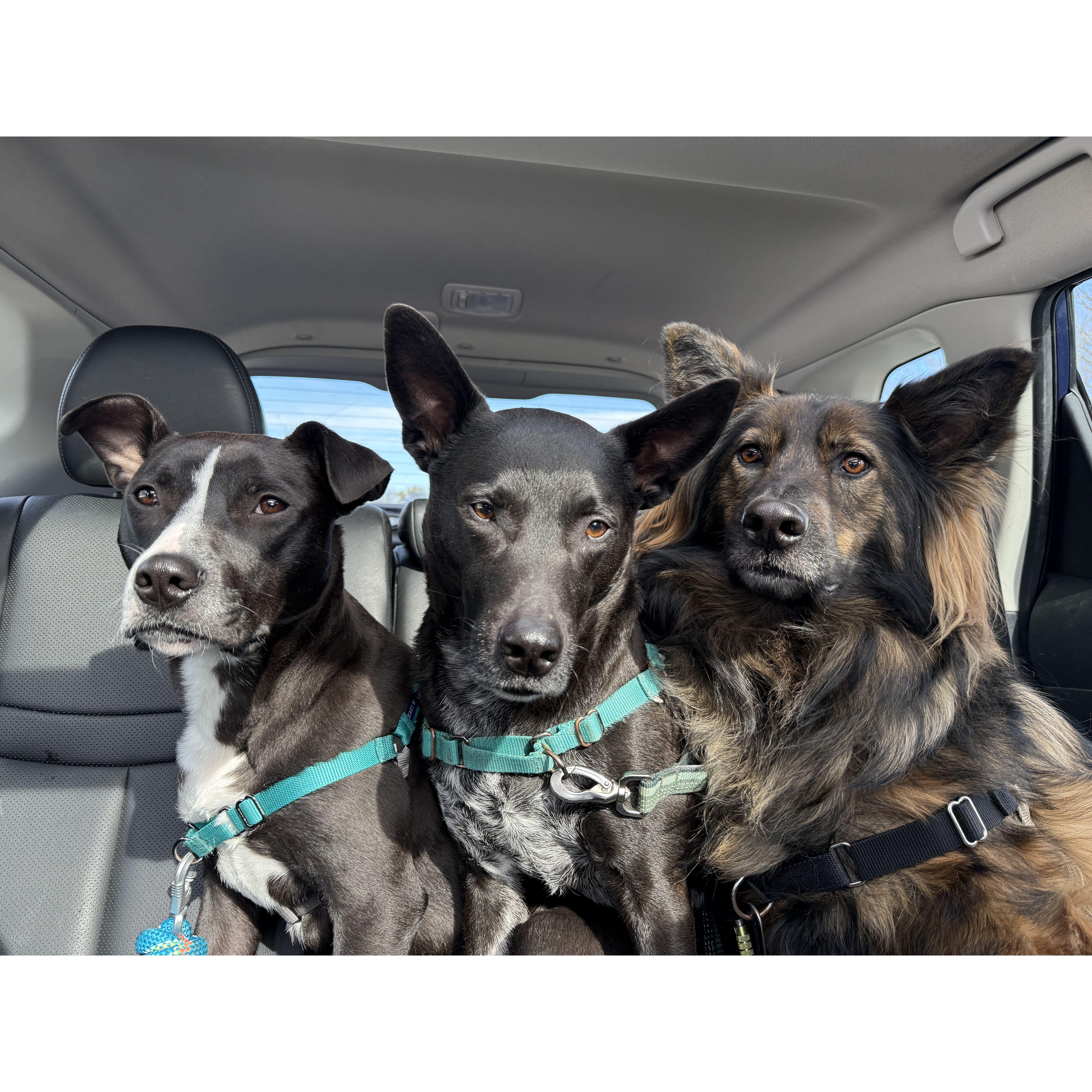 Our three dogs! From Left to right we have Zeb, Obie, & Ahsoka <3