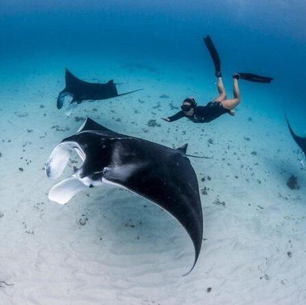Manta Ray Snorkeling Excursion in Bali 🌊🤿