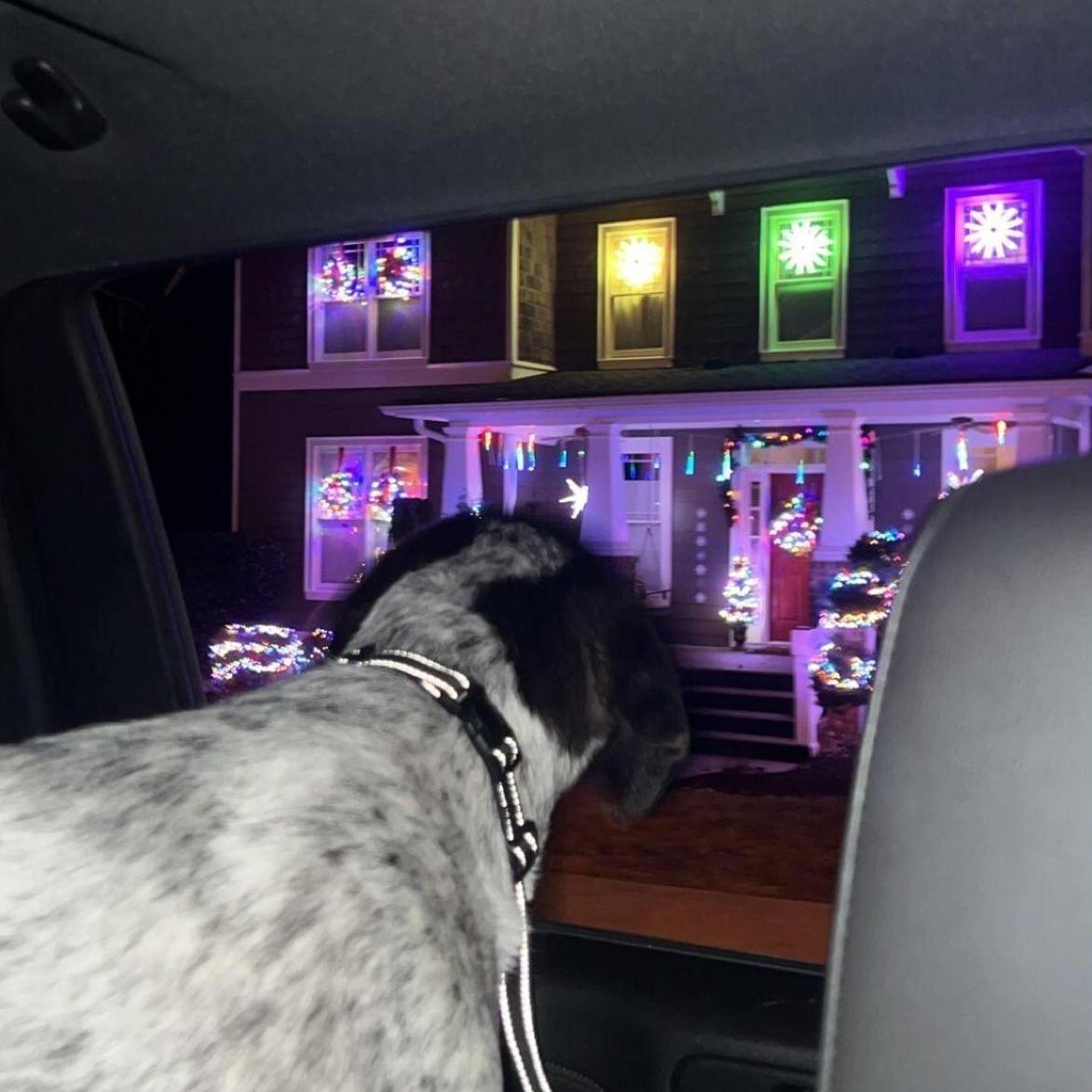 We took Crockett to see the Christmas lights.