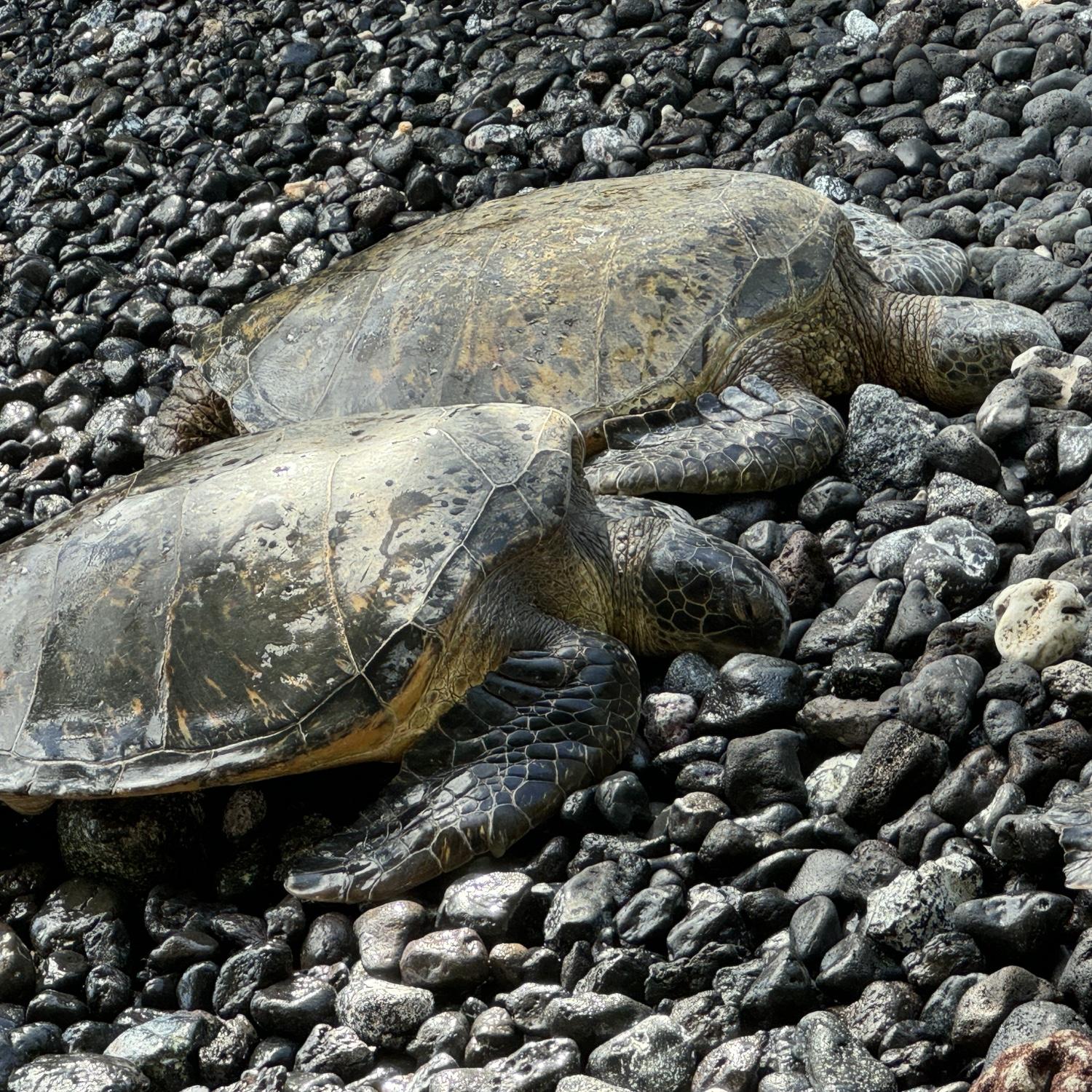Sea Turtles on the beach