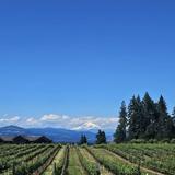 Stave & Stone Wine Estates