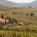 Wine Tasting and Tour at Travignoli Winery