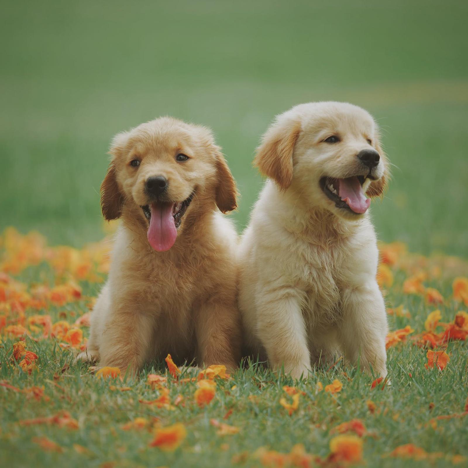 Our Golden Retriever Fund