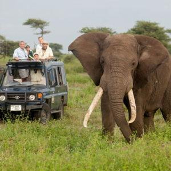 African Safari Honeymoon