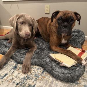 BarkBox
