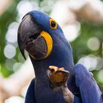National Aviary