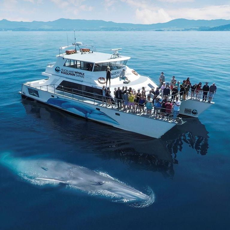 Auckland Dolphin and Whale Watching Eco-Safari Cruise