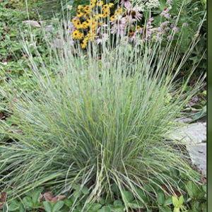 Little Bluestem Grass (Schizachyrium scoparium)