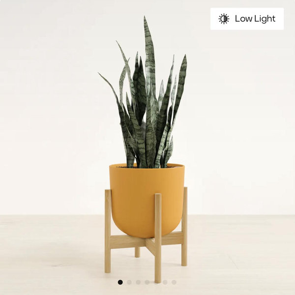 Green Snake Plant in Sunset Orange (w/ 1 bamboo stand)