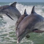 Dolphin Boat Tour/Sunset Cruises - Port Aransas Fishermans Wharf