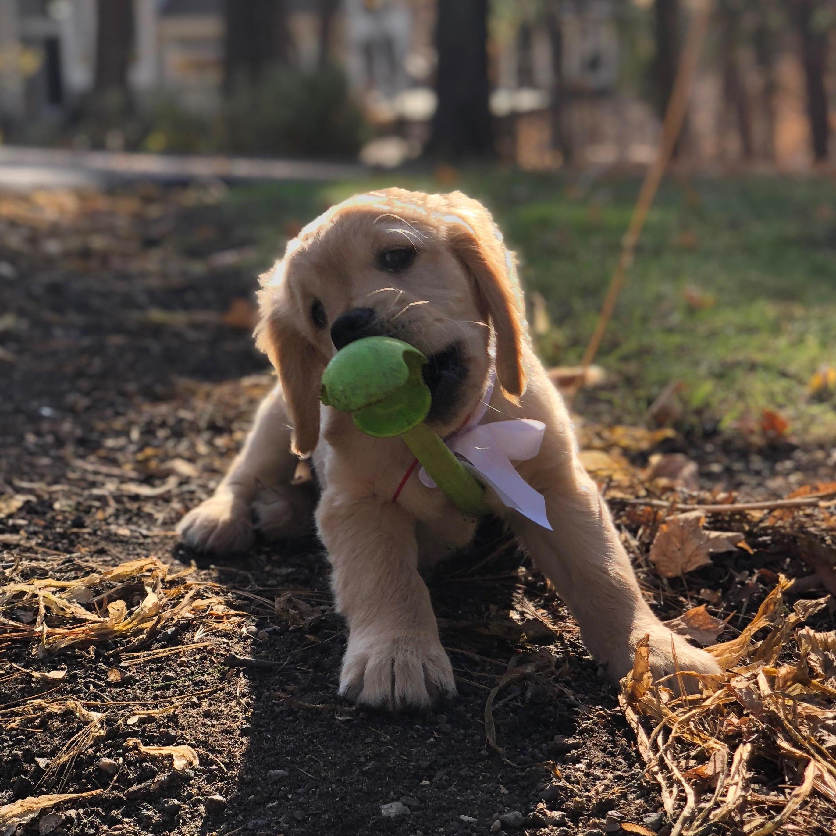 We welcomed Boomer to our lives! October 2018.