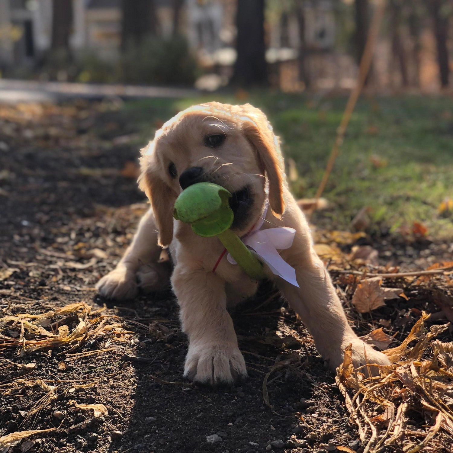 We welcomed Boomer to our lives! October 2018.