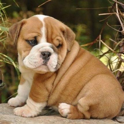 Our New Puppy