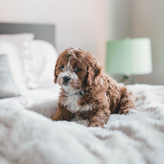 Post-Wedding New Puppy Fund