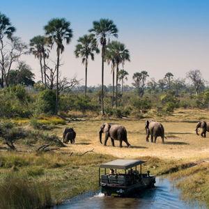 Honeymoon in Cape Town and Botswana