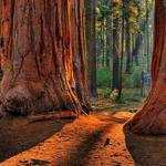 Big Basin Redwoods State Park